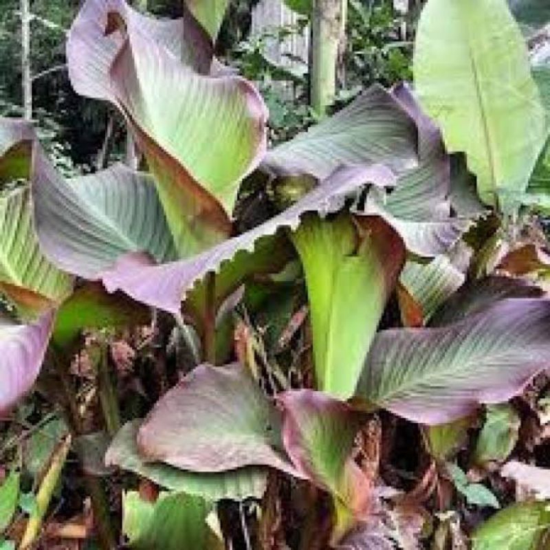 

daun gayong segar harga murah promo 300grm