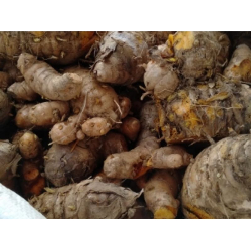 

Temulawak Fresh 1 Kg