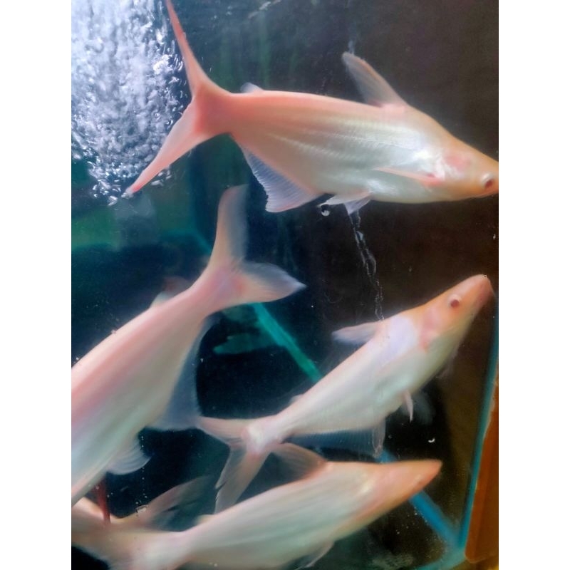 Ikan Patin Albino Mata Merah