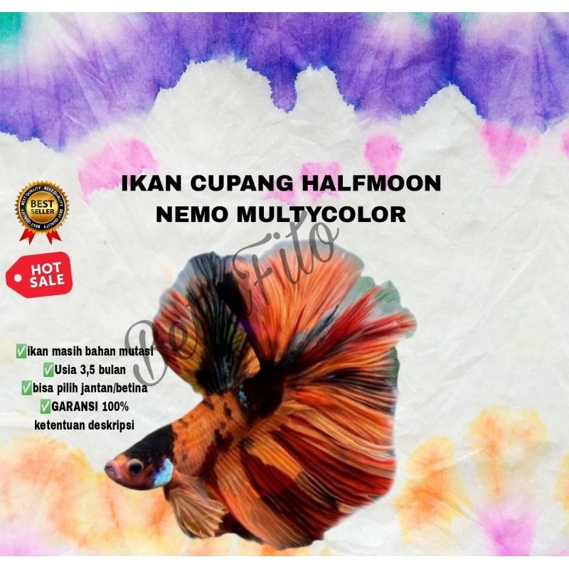 ikan cupang Halfmoon nemo multycolor