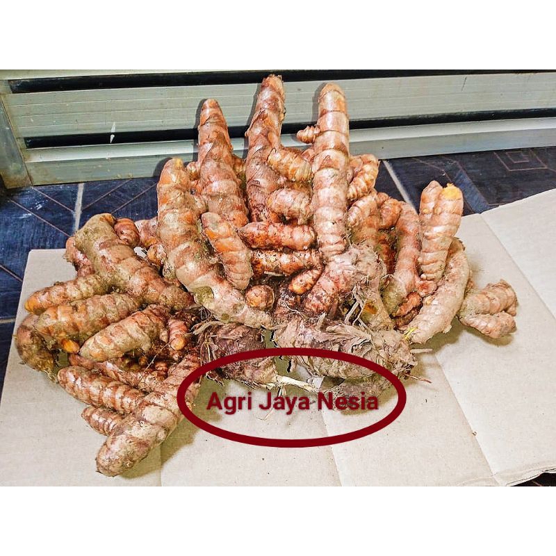 

Kunyit segar 1 kg / kunir kuning fresh kualitas terbaik