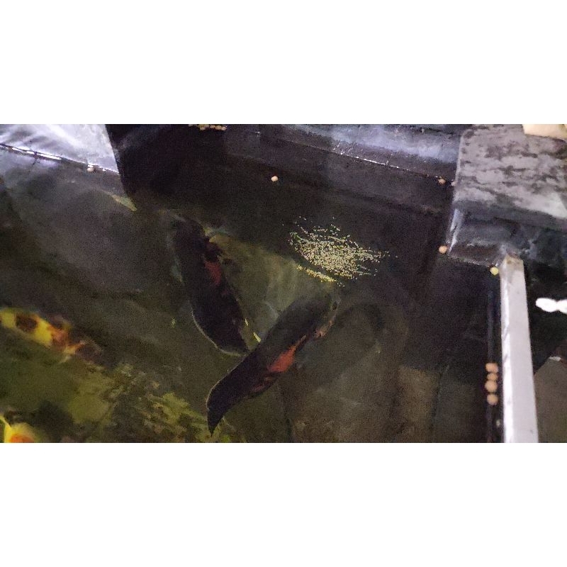 Ikan oscar tiger indukan 1 pasang