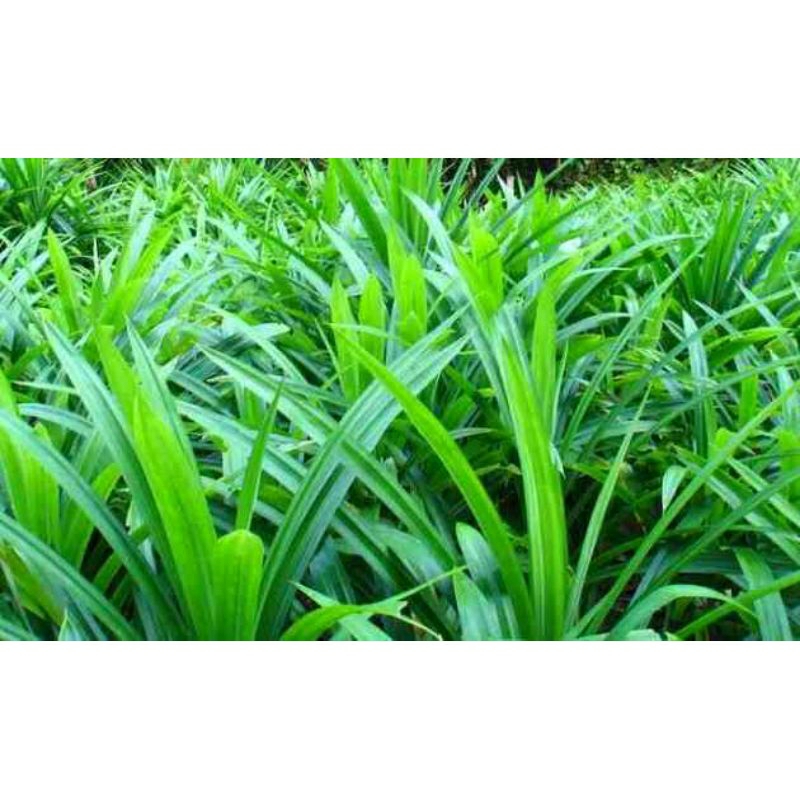 

10pcs Daun Pandan Wangi Segar