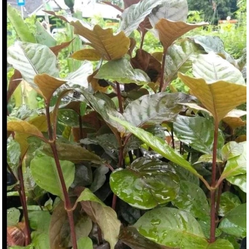 bibit tanaman herbal daun handeulum /daun ungu untuk ambeien dan wasir