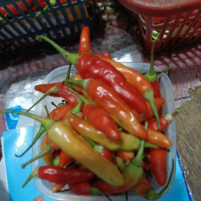 

cabai rawit merah ori fresh 250 gram