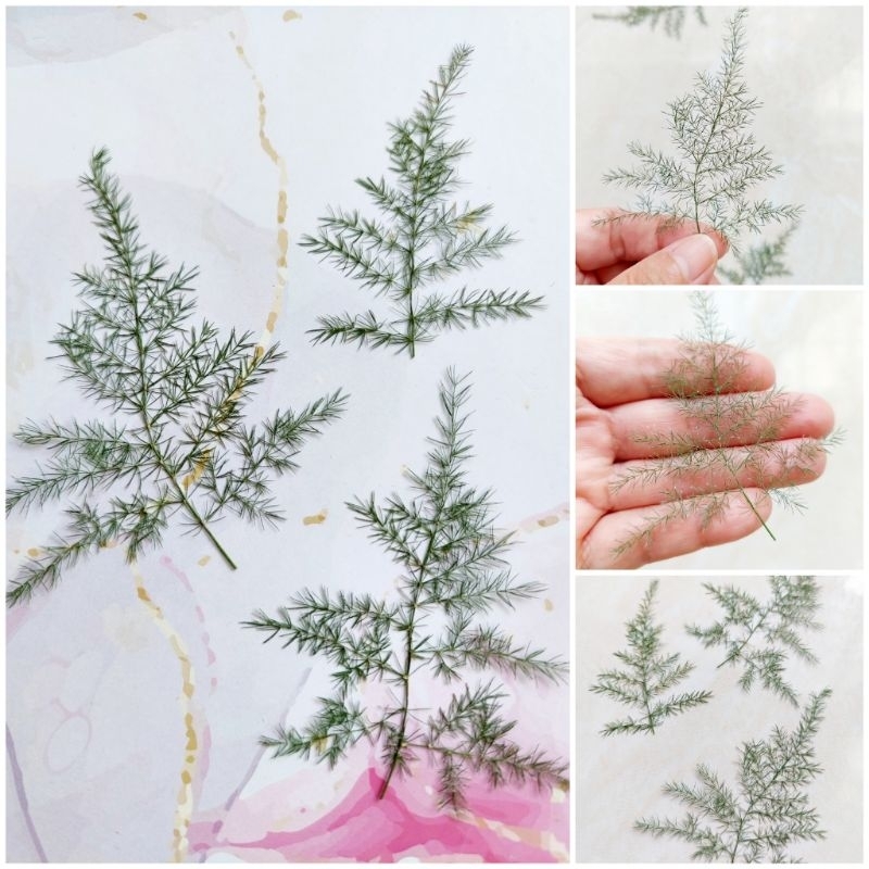 Pressed Asparagus leaf - Daun Asparagus kering - Daun dekorasi - Pressed leaf - Pressed flower - Osh