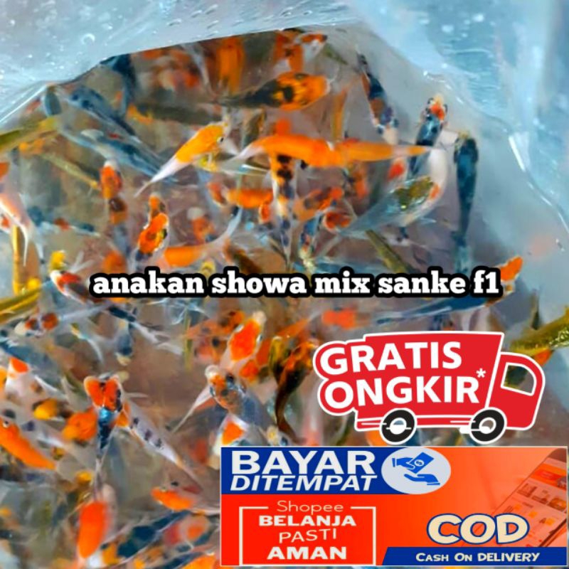 bibi Koi  Showa mix paket isi 10 full bonus