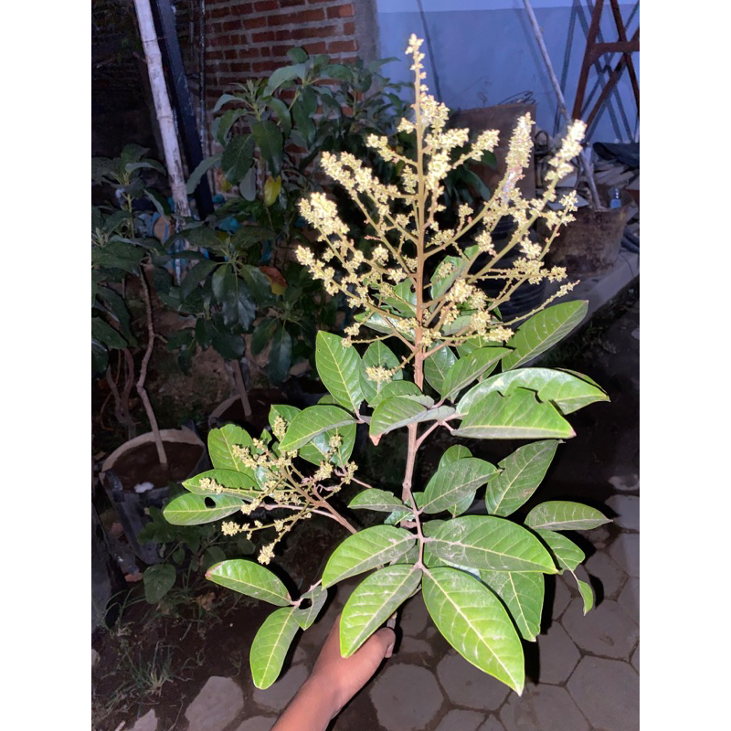 bibit rambutan binjai kondisi berbunga super lebat