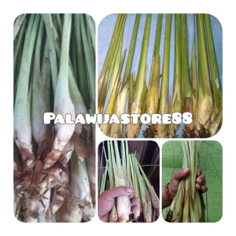 Bibit sereh gajah / bibit sereh jumbo bibit sereh bangkok super isi 10 bibit