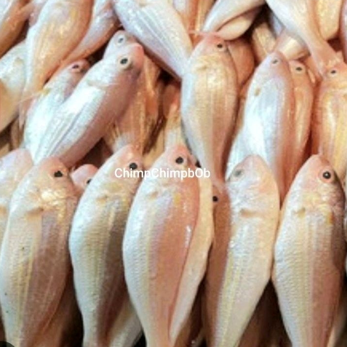 

IKAN KERISI SEGAR FRESH IKAN LAUT KRISI KURISI TRISI FISH