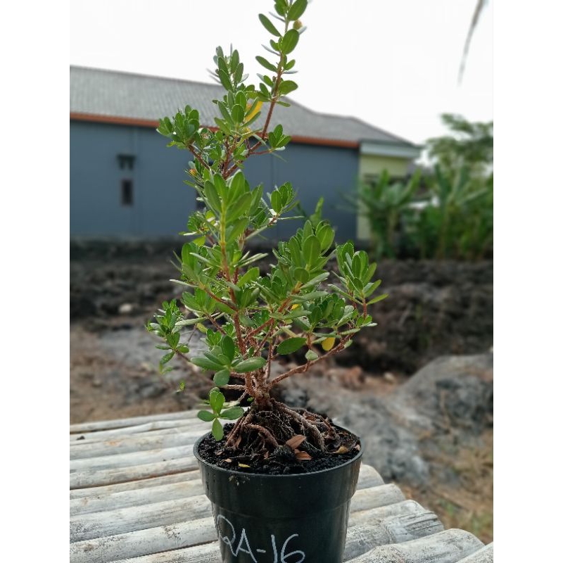 QA-16, SANTIGI KARANG VARIAN DAUN MAWAR SEMAI BIJI