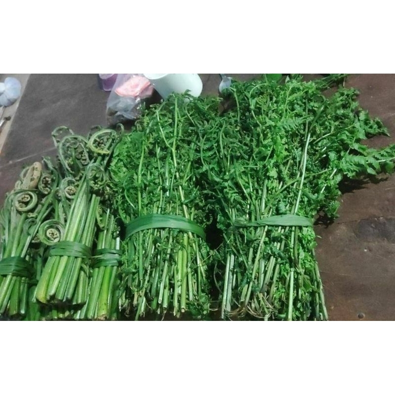 

sayur pakis
