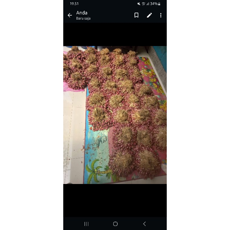 

brambang brebes daun
