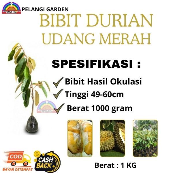 Bibit Durian Udang Merah, Bibit Durian Berbuah Udang Merah, Pohon Durian Terdekat