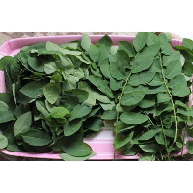 

Daun katuk segar 250 gram