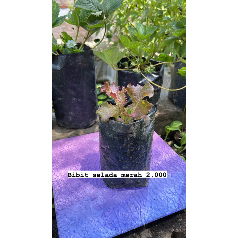 bibit selada merah