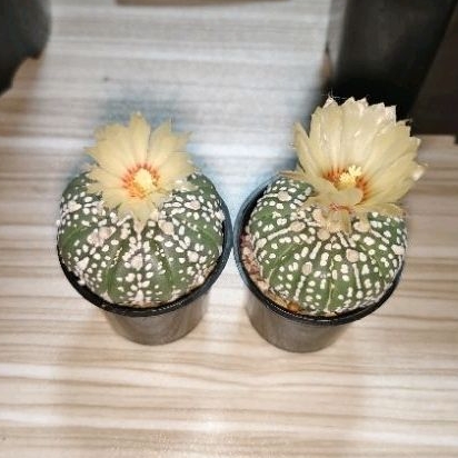 Kaktus Astro Astrophytum Asterias Superkabuto Nudum Besar