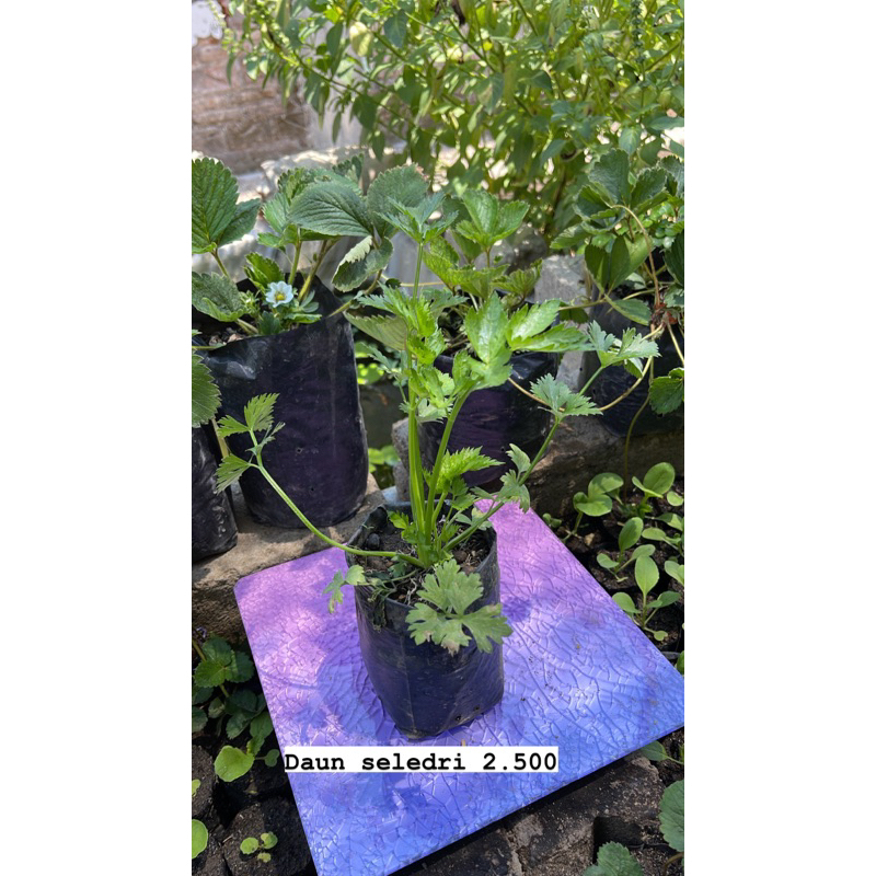 Bibit daun seledri