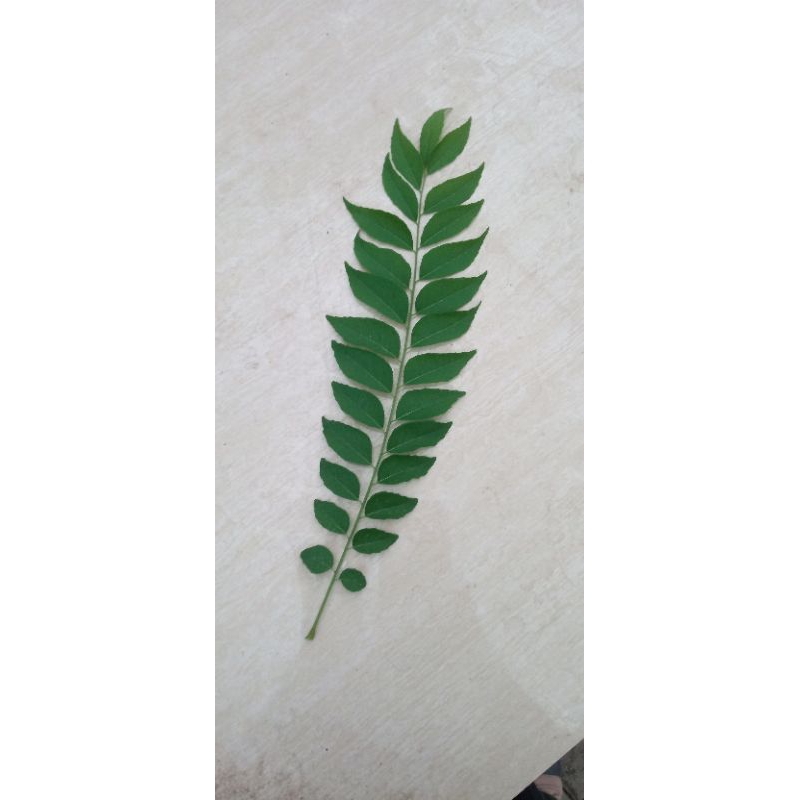 

Daun Kari Segar Daun Kari Fresh