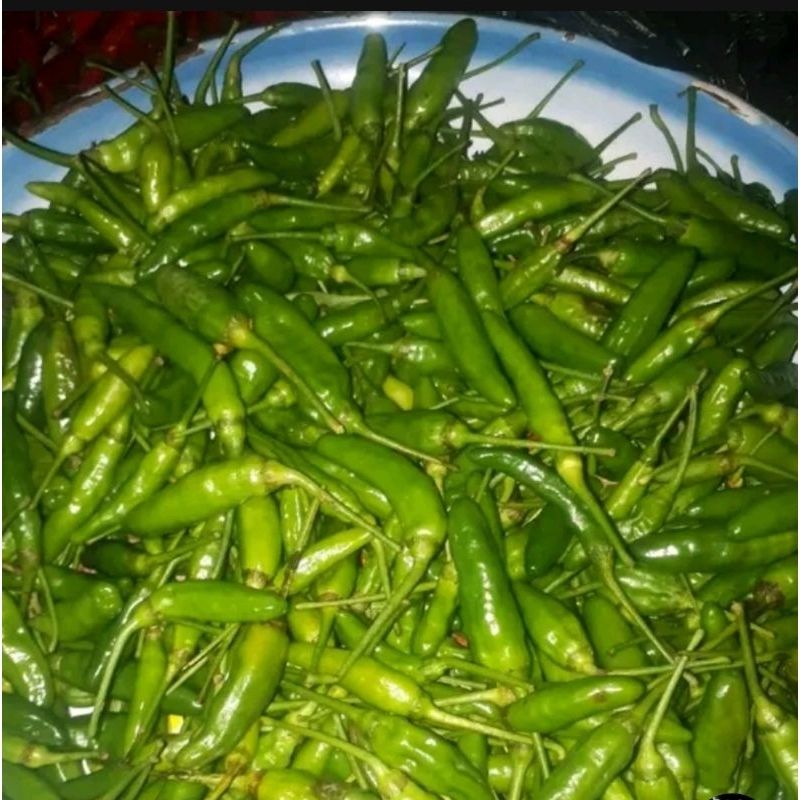 

cengek cabe rawit