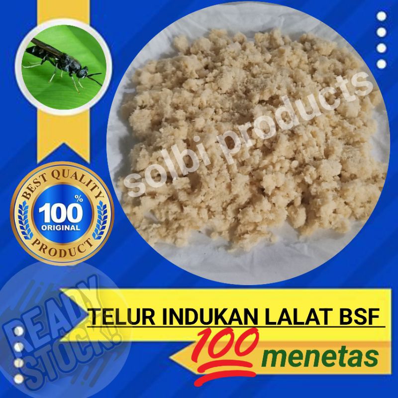 telur lalat BSF,telur maggot BSF indukan super 1 gram