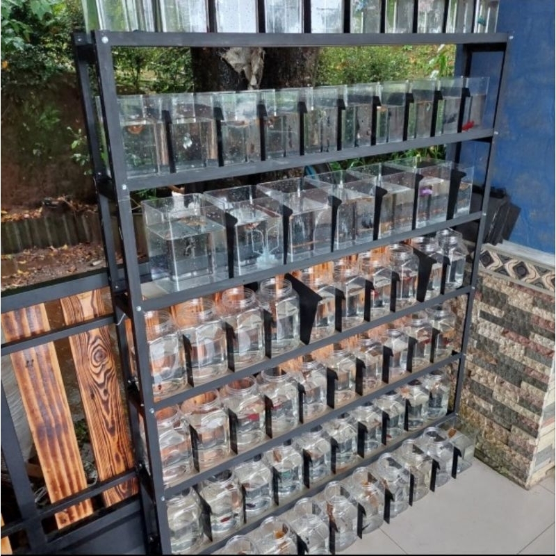 rak cupang 6 susun 160 x 152 muat 60 toples 4 ltr