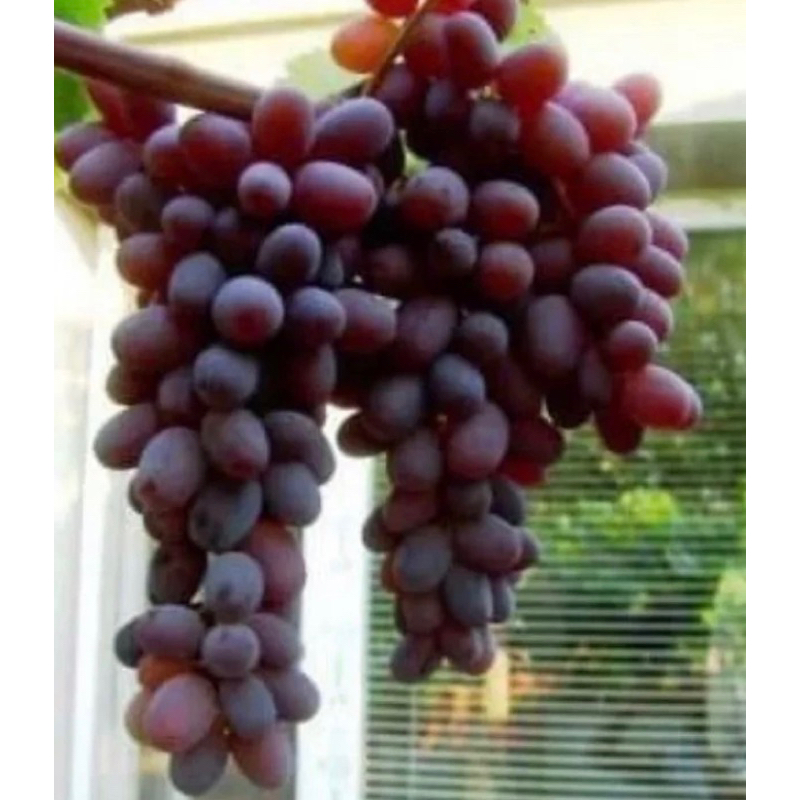 bibit anggur import jupiter valid bergaransi