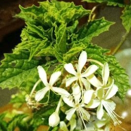 

Obat Batu Ginjal Diabetes Herbal Batu Ginjal Daun Keji Beling Segar Jamu Suplemen Kesehatan Ginjal