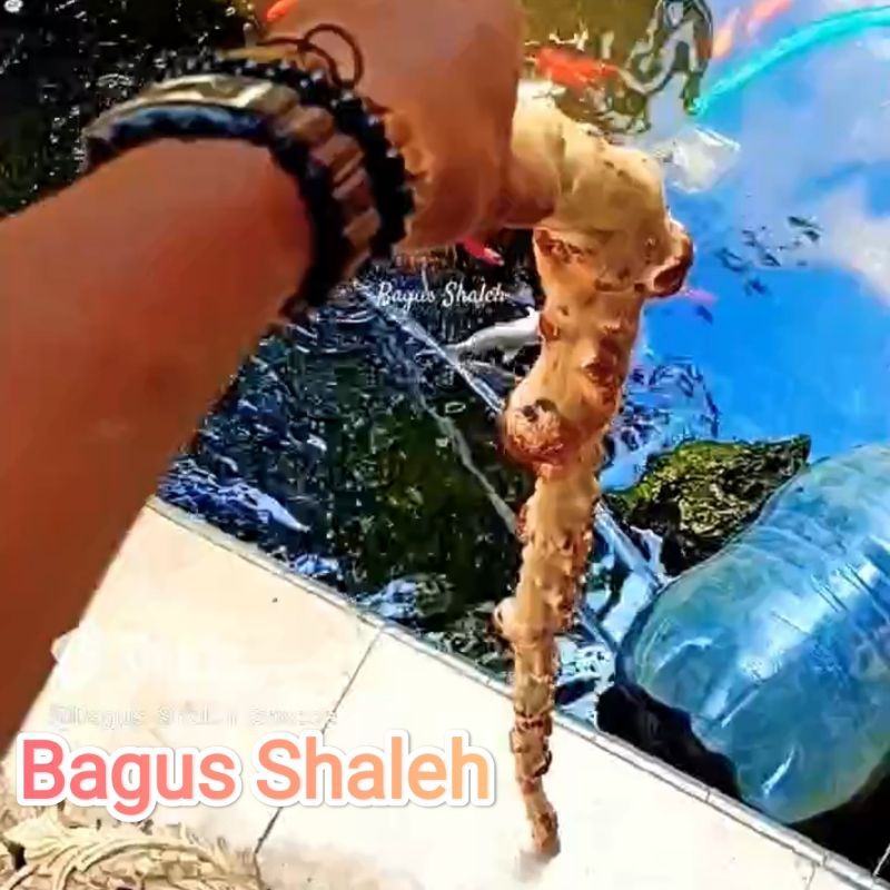 TOYA KAYU LANGENSARI GUNUNG MURIA