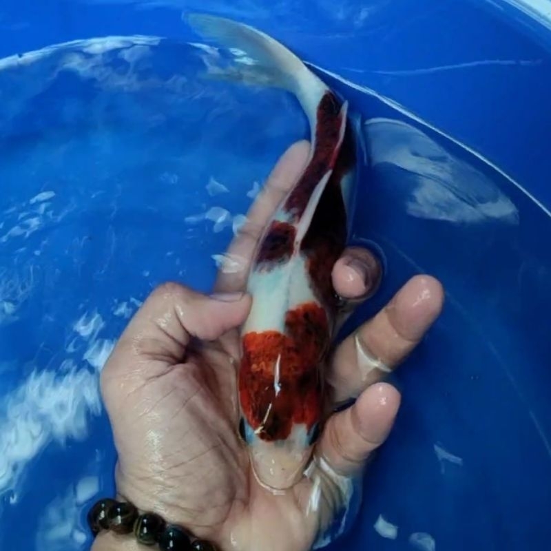 Ikan Koi Blitar Jenis Goromo / Rumah Koi Jakarta / kode 0019