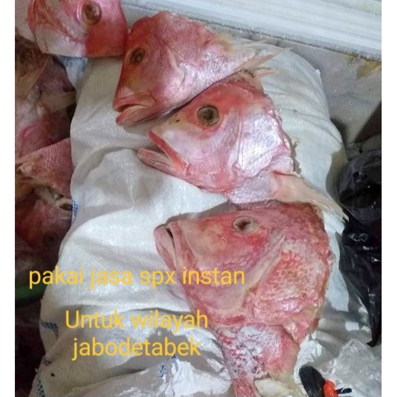 

kepala ikan kakap kurir instan
