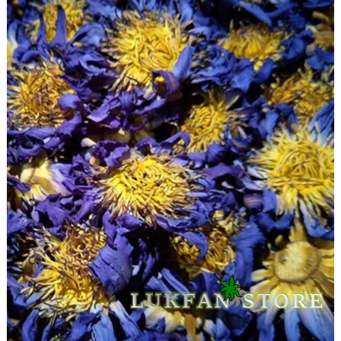 

[TESTER 5 GRAM] BUNGA LOTUS BIRU KERING UNTUK INSOMNIA / DRIED BLUE LOTUS
