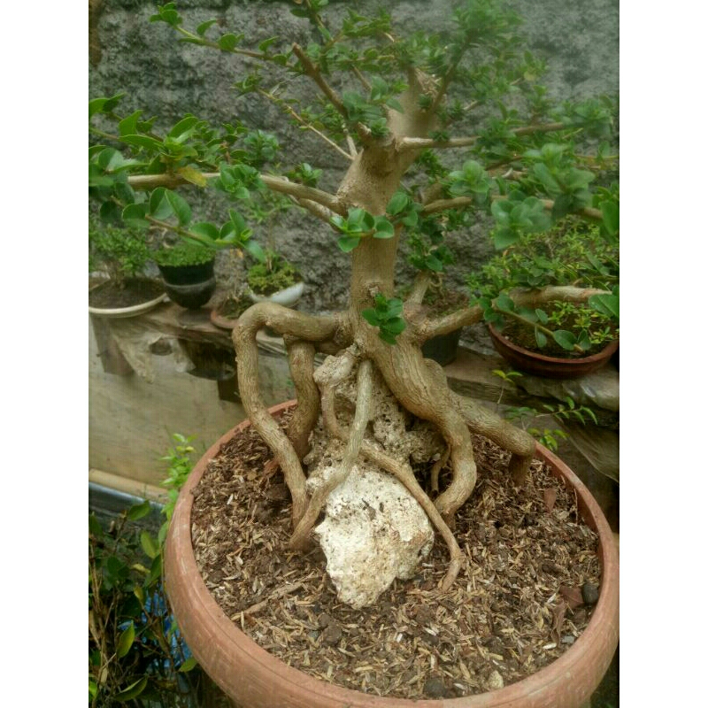 bonsai sancang on the rock