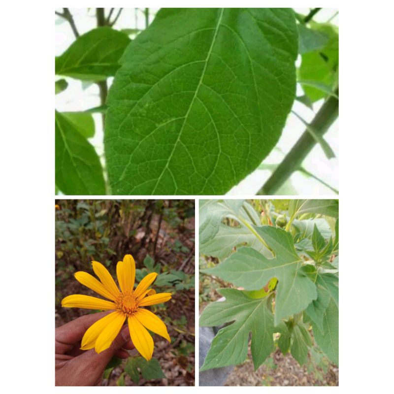 

DAUN AFRIKA SELATAN SAMBUNG NYAWA INSULIN SEGAR PER50LEMBAR