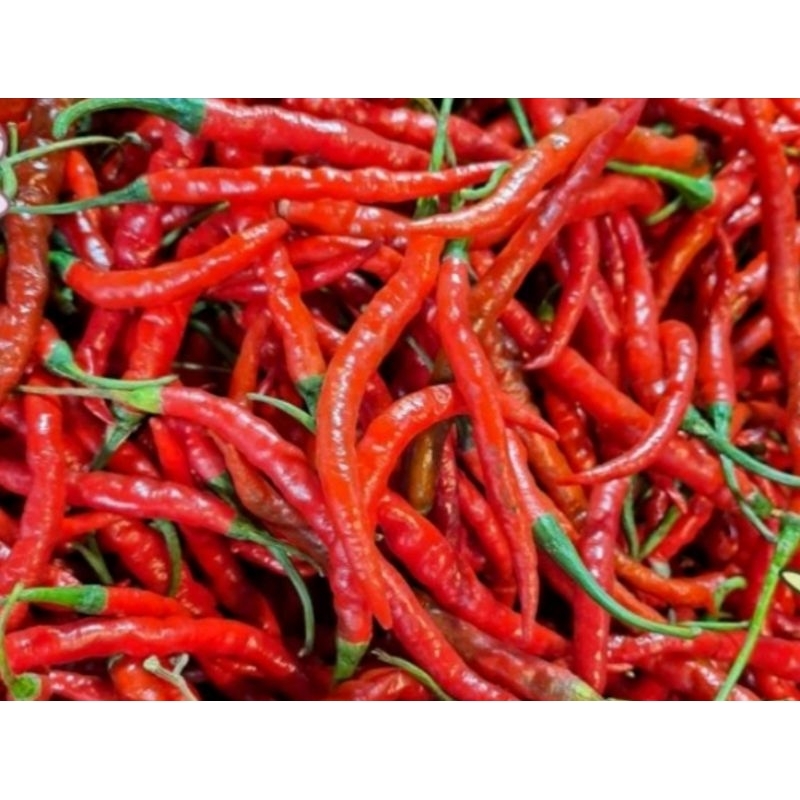 

Cabai keriting merah fresh