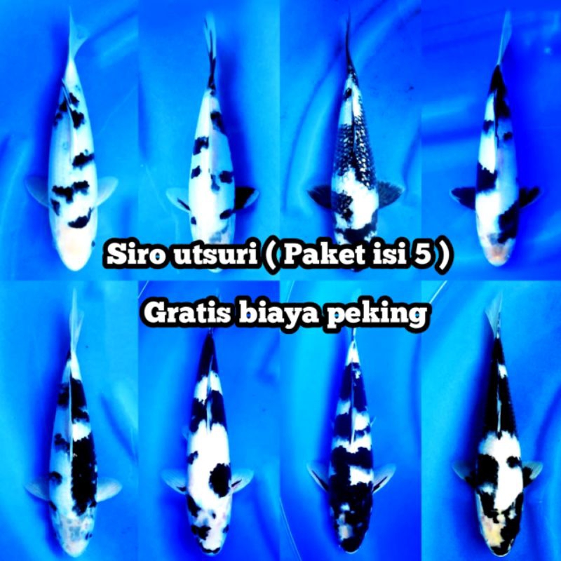 koi paket isi 5, Showa, Shiro,utsuri, shusui, platinum kumpai slayer