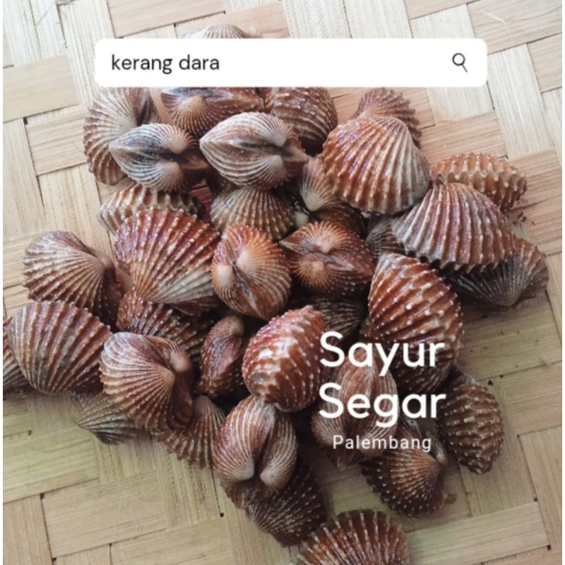 

Kerang Dara Per 500 Gr Sayur Segar Palembang