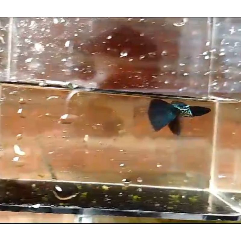 MSSBT metal snake skin blue tail