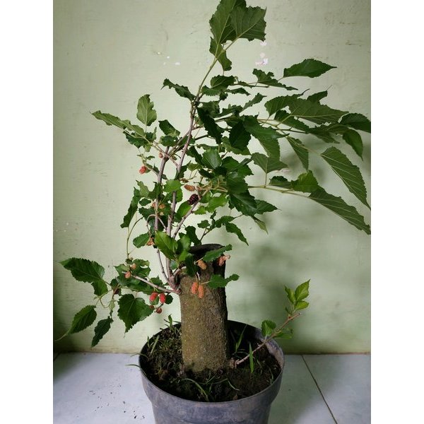 Bibit Murbei JUMBO Batang Besar Sudah BERBUAH