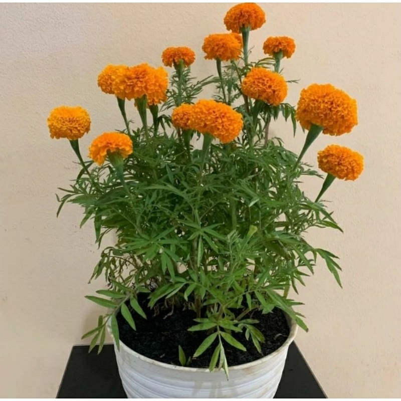 tanaman bunga marigold RIMBUN plus pot + tatakan pot.  pupuk