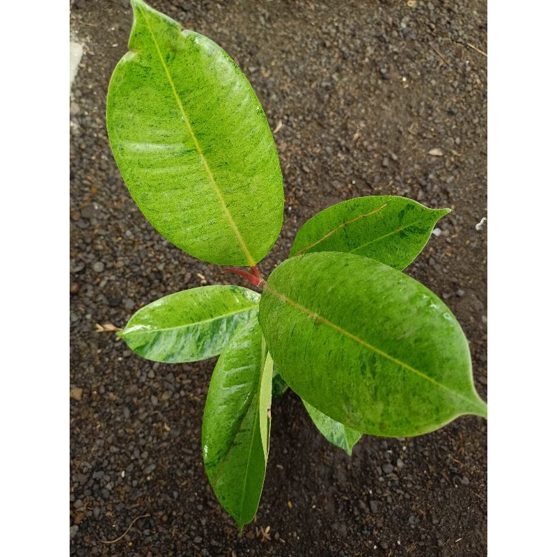 ficus elastica shiverena / ficus moonshine