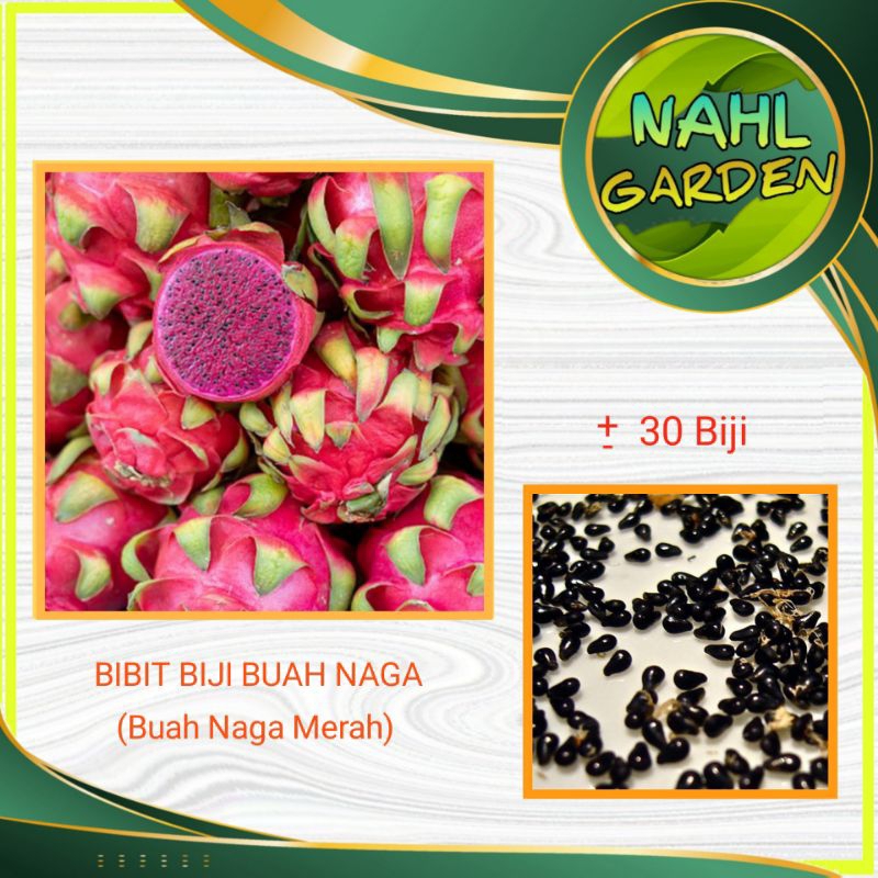 BENIH BUAH NAGA MERAH
