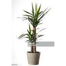 tanaman hias pohon yucca jumbo