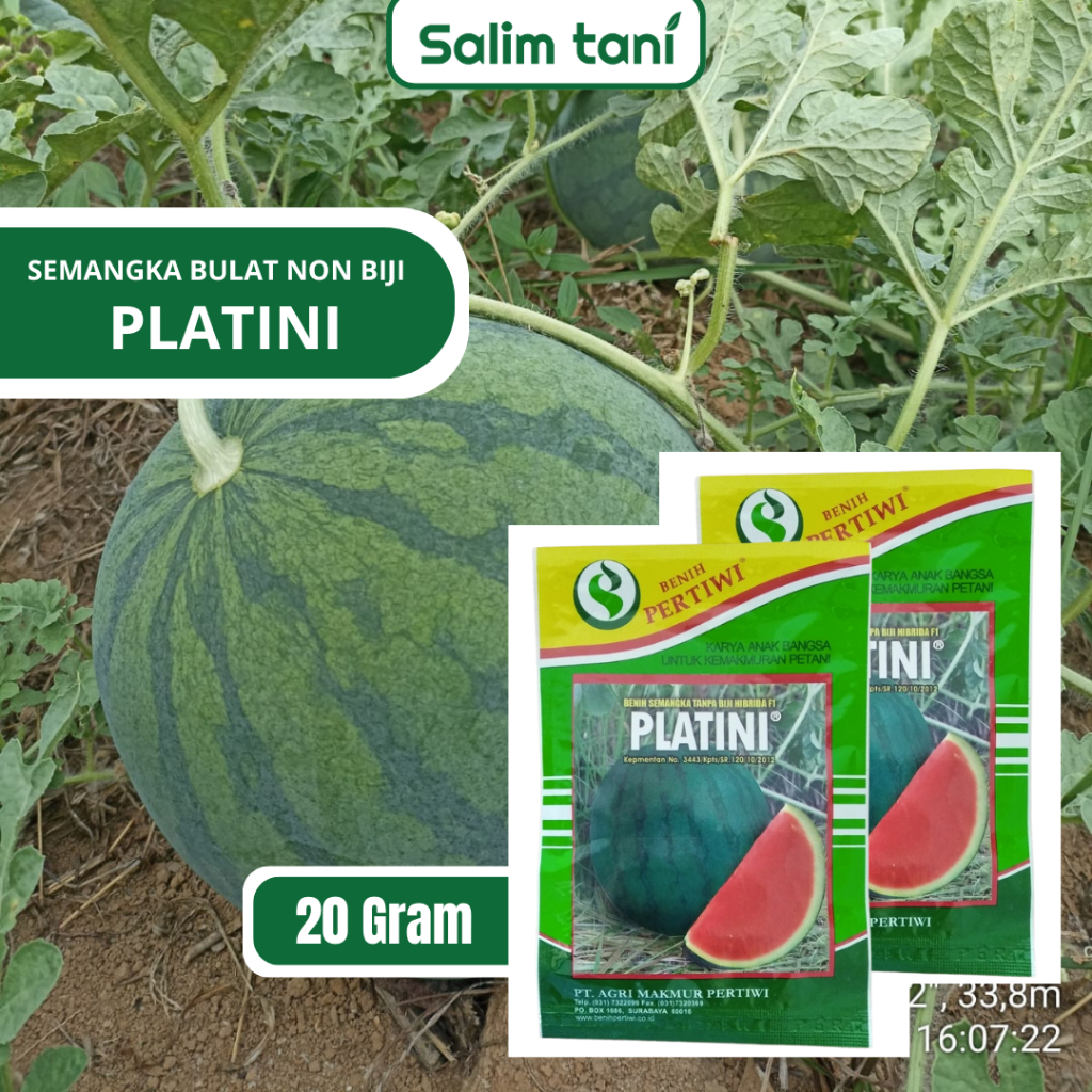 Benih Semangka Non Biji Hibrida F1 Platini 20 Gram - Cap Benih Pertiwi