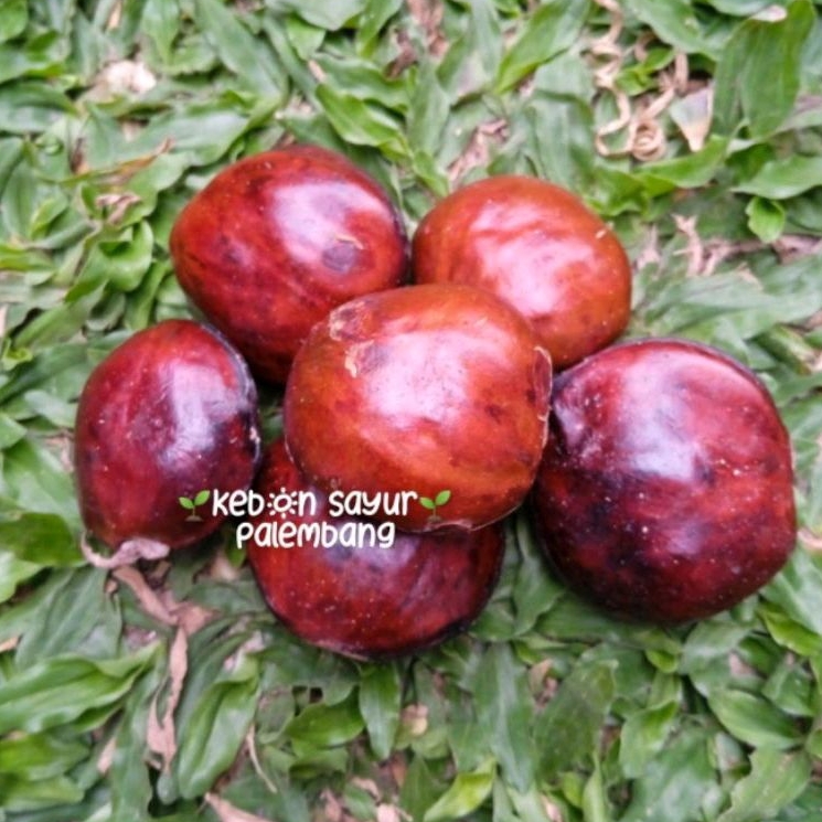 

jengkol tua