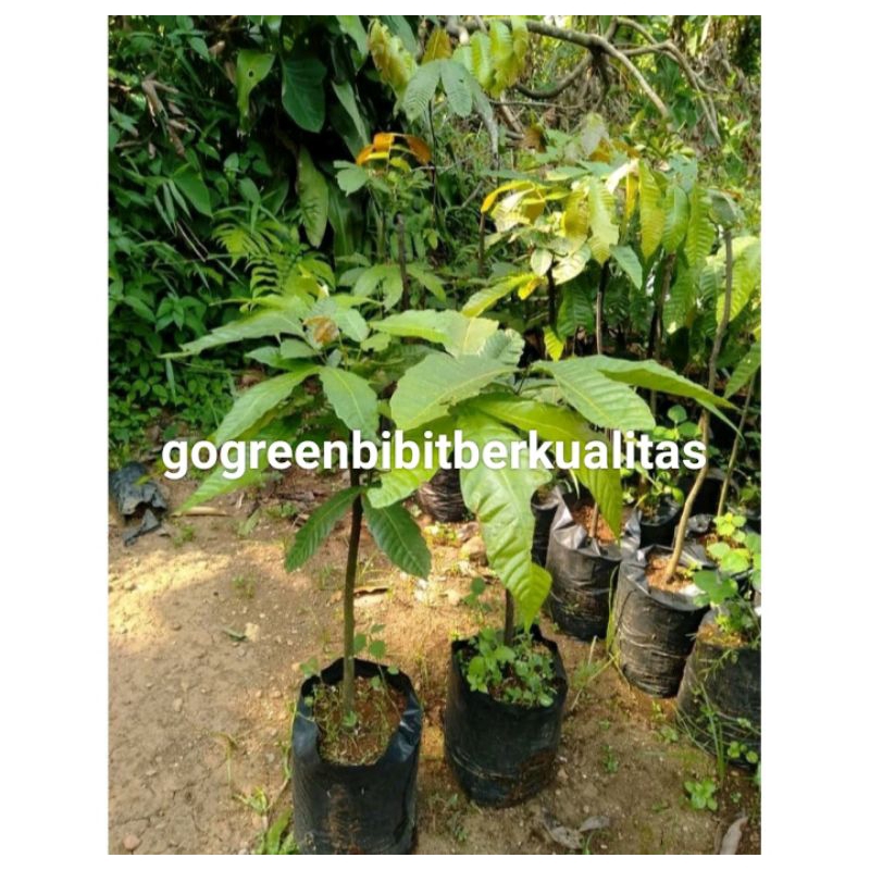 Bibit matoa super murah tanaman buah matoa