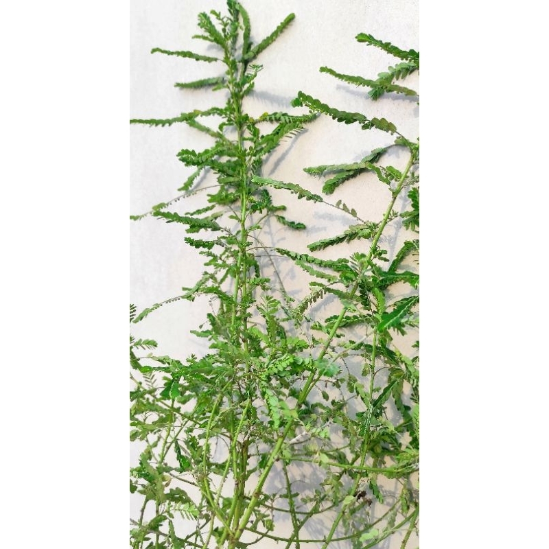 

Daun meniran segar 100gr