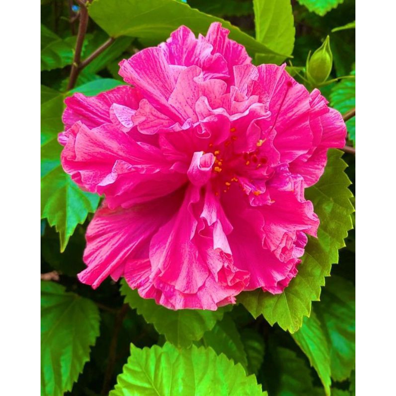 BUNGA SEPATU HIBISCUS PINK TUMPUK