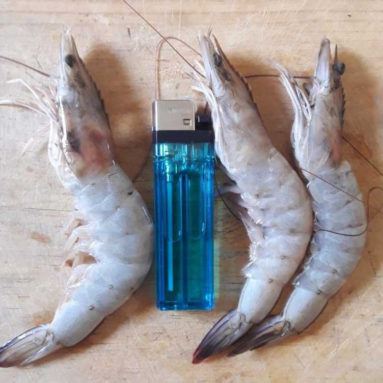 

WZZM5424 udang vaname besar