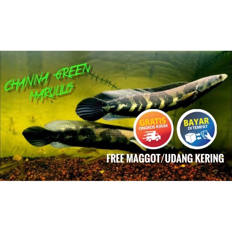 (seafood) GREEN MARULIUS GRADE A++++